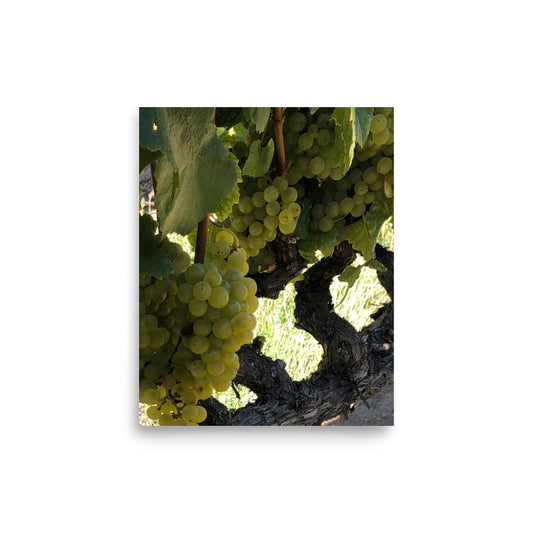 Vineyard In France